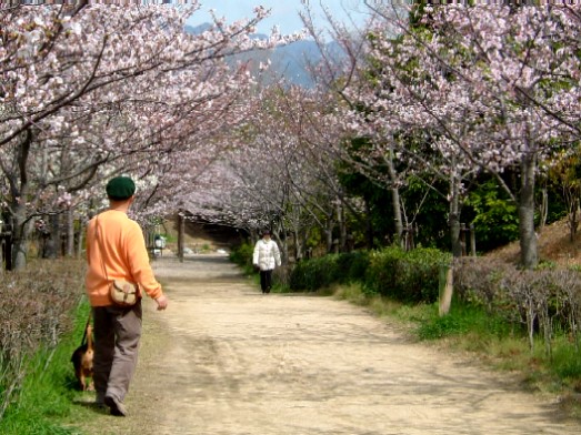 桜のトンネル.jpg